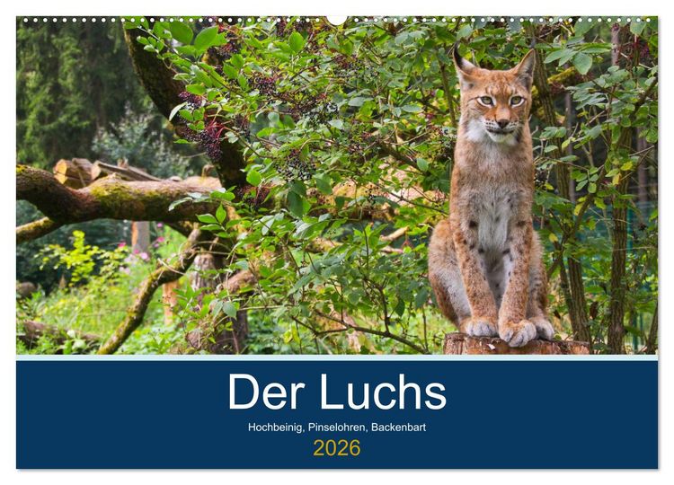 Produktbild: Der Luchs - Hochbeinig, Pinselohren, Backenbart (Wandkalender 2026 DIN A2 quer), CALVENDO Monatskalender