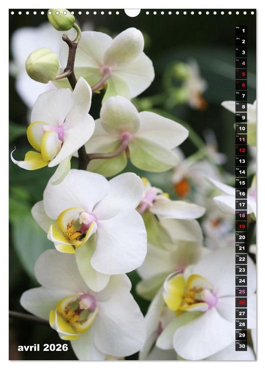 Produktbild: Miracle floral l'orchid&eacute;e (Calendrier mural 2026 DIN A3 horizontal), CALVENDO calendrier mensuel