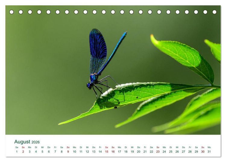 Produktbild: Auw&auml;lder bei Enns (Tischkalender 2026 DIN A5 quer), CALVENDO Monatskalender