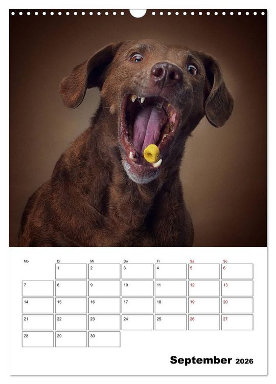 Produktbild: Fang das Leckerli (Wandkalender 2026 DIN A3 hoch), CALVENDO Monatskalender