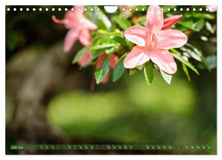 Produktbild: Bonsai ganz nah (Wandkalender 2026 DIN A4 quer), CALVENDO Monatskalender