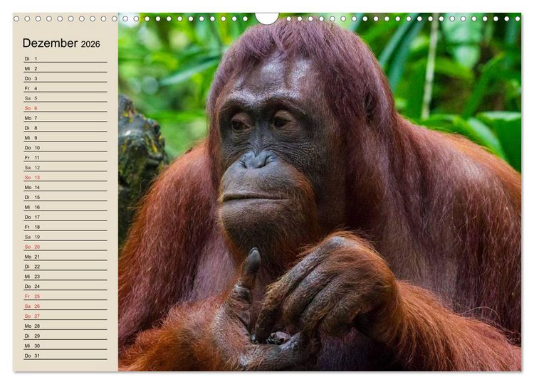Produktbild: Regenwald. Tiere im Dschungel (Wandkalender 2026 DIN A3 quer), CALVENDO Monatskalender