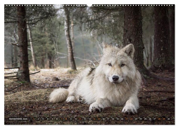 Produktbild: Les p'tits loups gris (Calendrier mural 2026 DIN A2 vertical) calendrier de bureau