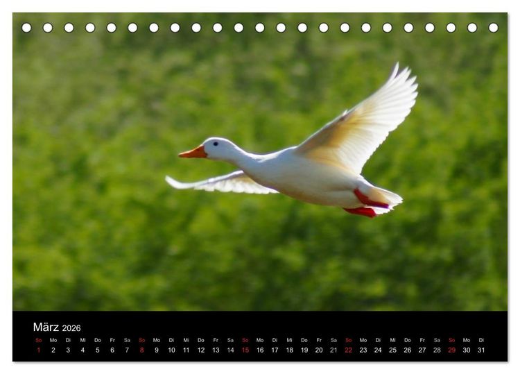 Produktbild: Duck Power (Tischkalender 2026 DIN A5 quer), CALVENDO Monatskalender