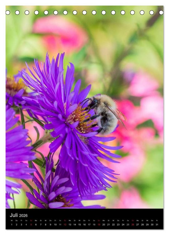 Produktbild: Bienen und Hummeln (Tischkalender 2026 DIN A5 hoch), CALVENDO Monatskalender