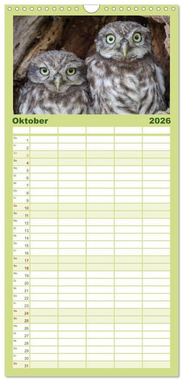 Produktbild: Familienplaner 2026 - Steink&auml;uze (Athene noctua) mit 5 Spalten (Wandkalender, 21 x 45 cm) CALVENDO