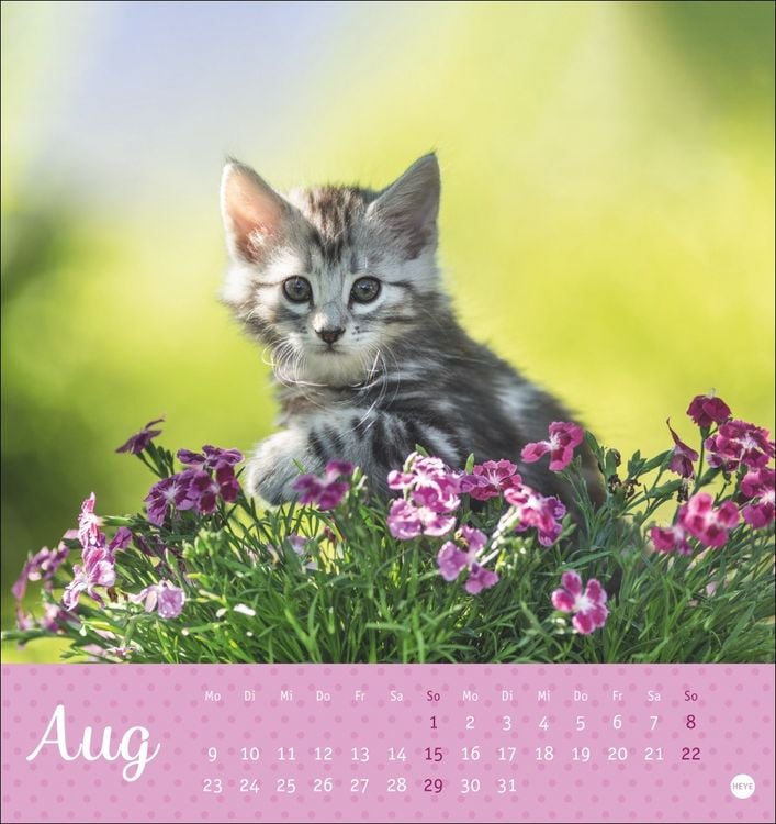 Produktbild: Katzen Postkartenkalender Kleine Tiger 2027