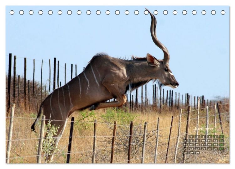 Produktbild: WILDE TIERE IN AKTION (Tischkalender 2027 DIN A5 quer), CALVENDO Monatskalender