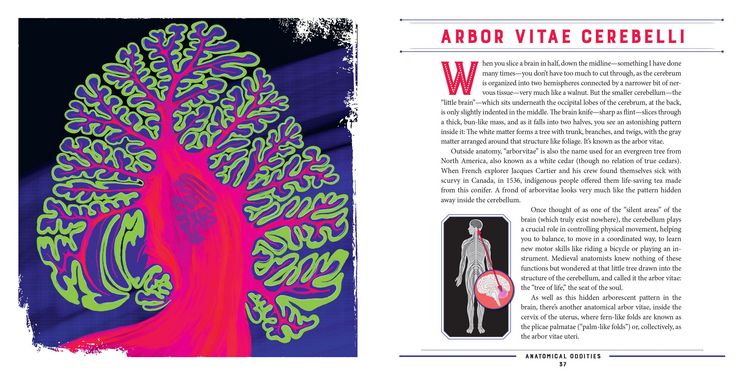 Produktbild: Anatomical Oddities