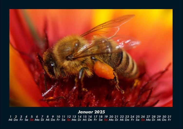 Produktbild: Bien 2025 Fotokalender DIN A4