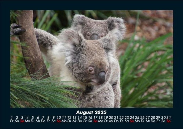 Produktbild: Koala 2025 Fotokalender DIN A5