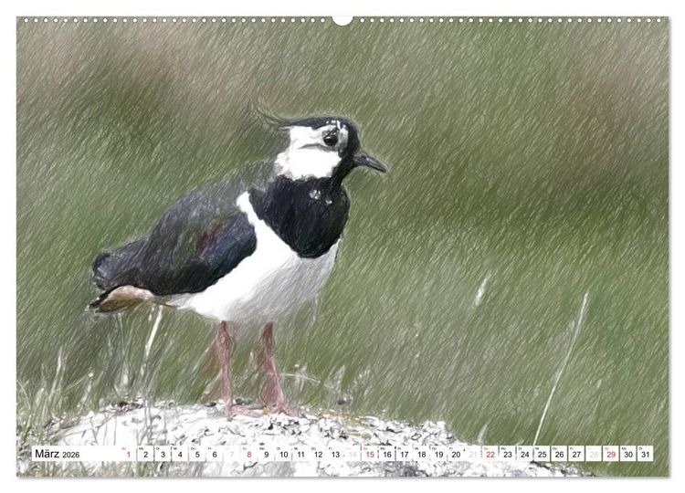 Produktbild: Schottlands Vogelwelt - Ein Portr&auml;t in Zeichnungen (hochwertiger Premium Wandkalender 2026 DIN A2 quer), Kunstdruck in Hochglanz