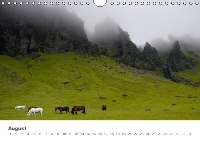 Produktbild: Islandpferde: Gef&auml;hrten der Wikinger (Wandkalender immerw&auml;hrend DIN A4 quer)