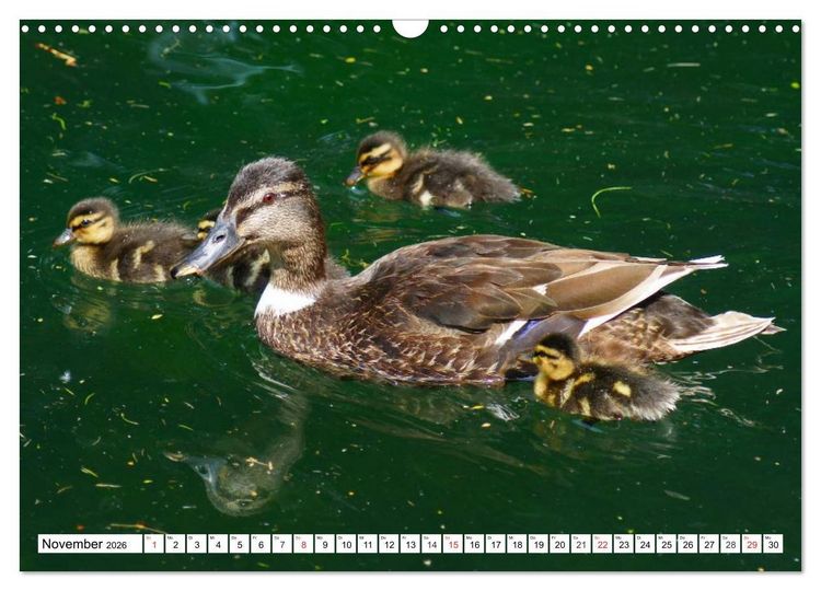 Produktbild: Niedliche Entenk&uuml;ken (Wandkalender 2026 DIN A3 quer), CALVENDO Monatskalender