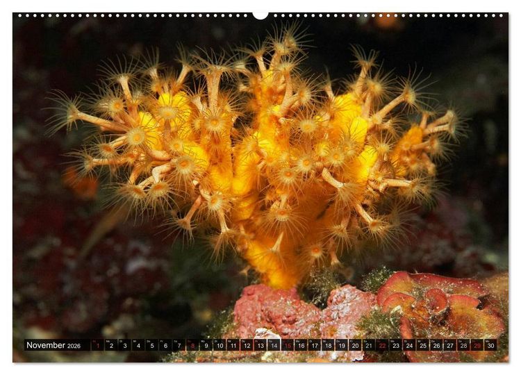Produktbild: Impressionen tropischer Meere (hochwertiger Premium Wandkalender 2026 DIN A2 quer), Kunstdruck in Hochglanz