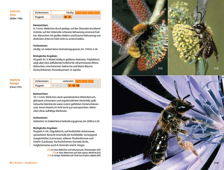Produktbild: Bienen Mitteleuropas