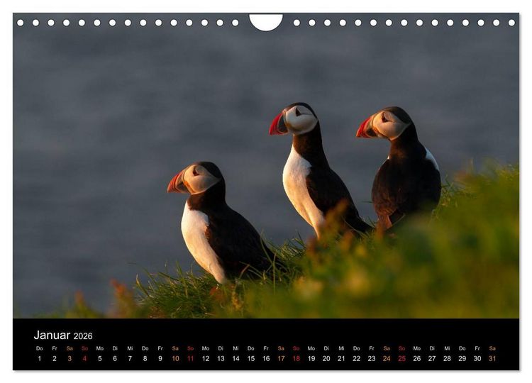 Produktbild: Welt der Papageitaucher (Wandkalender 2026 DIN A4 quer), CALVENDO Monatskalender