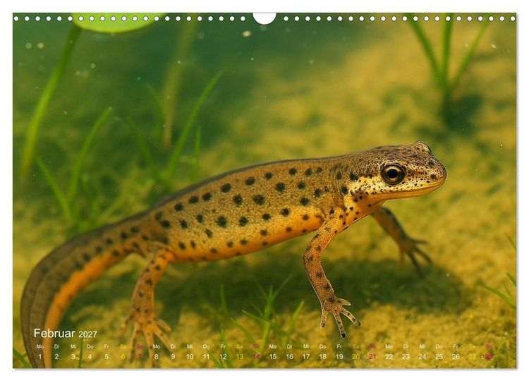 Produktbild: Reges Leben im Naturweiher - Tiere &uuml;ber und unter Wasser (Wandkalender 2027 DIN A3 quer), CALVENDO Monatskalender