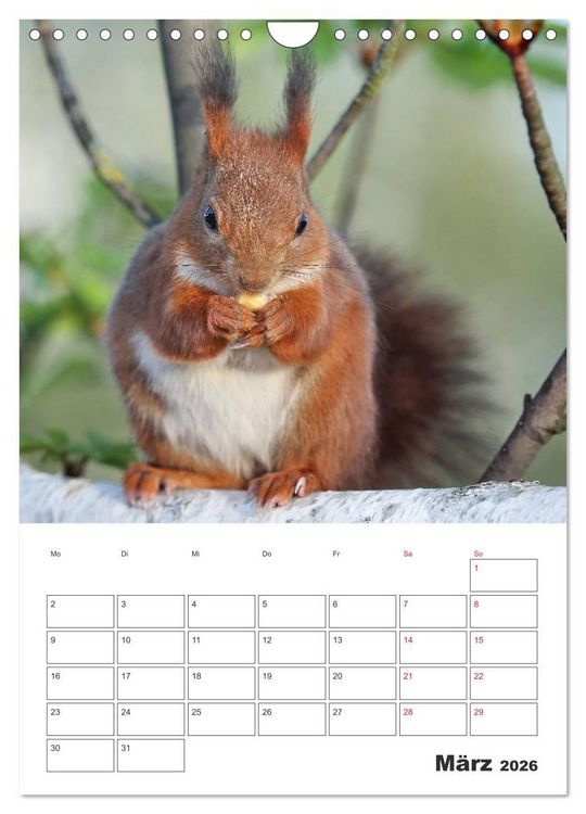 Produktbild: Eichh&ouml;rnchen Luna (Wandkalender 2026 DIN A4 hoch), CALVENDO Monatskalender