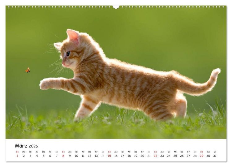 Produktbild: K&auml;tzchen 2026 (hochwertiger Premium Wandkalender 2026 DIN A2 quer), Kunstdruck in Hochglanz
