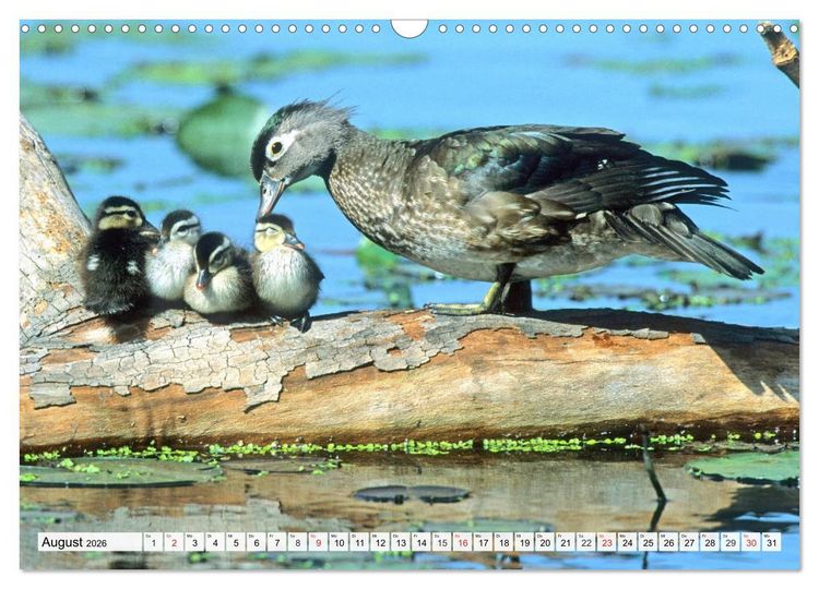 Produktbild: Enten. Bezaubernde und beliebte Schwimmer (Wandkalender 2026 DIN A3 quer), CALVENDO Monatskalender