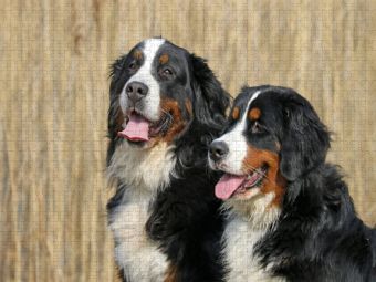 Produktbild: CALVENDO Puzzle Berner Sennenhunde | 1000 Teile Lege-Gr&ouml;&szlig;e 64x48cm Foto-Puzzle f&uuml;r gl&uuml;ckliche Stunden
