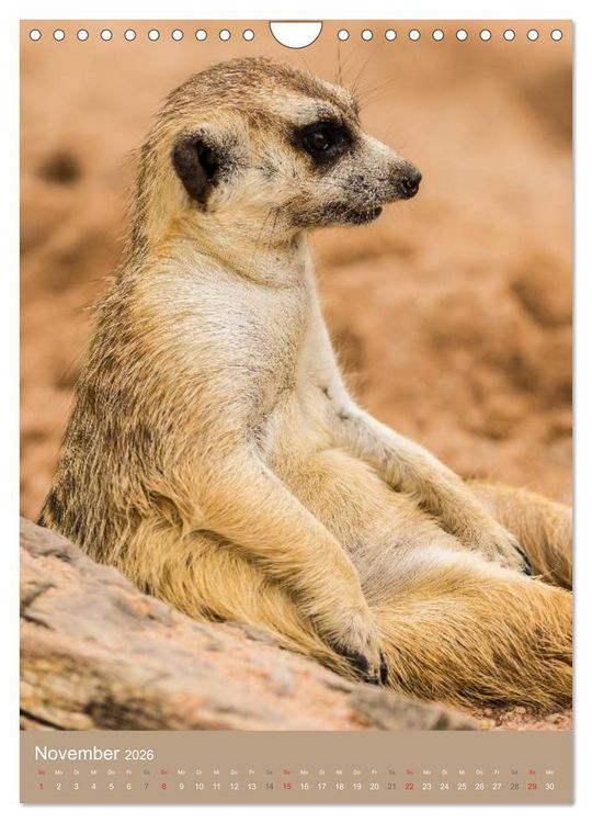 Produktbild: Erdm&auml;nnchen - Afrikas liebenswerte Zwerge (Wandkalender 2026 DIN A4 hoch), CALVENDO Monatskalender