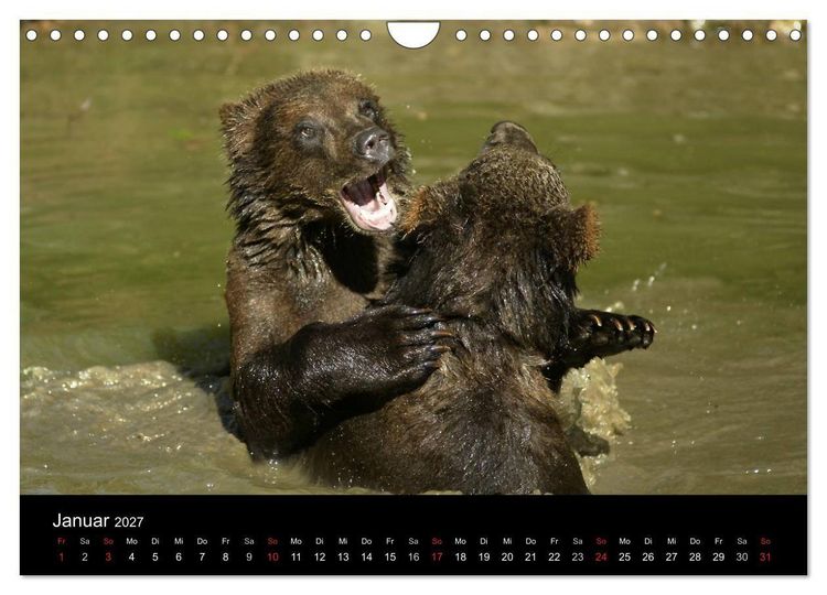 Produktbild: B&auml;ren im Nationalpark Bayerischer Wald (Wandkalender 2027 DIN A4 quer), CALVENDO Monatskalender