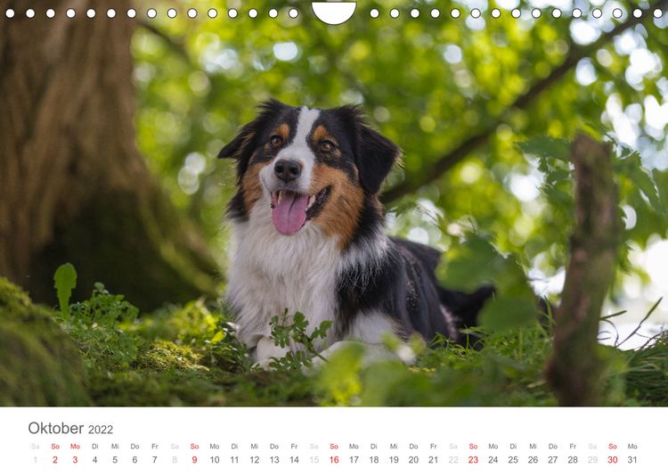 Produktbild: Australian Shepherd 2022 (Wandkalender 2022 DIN A4 quer)