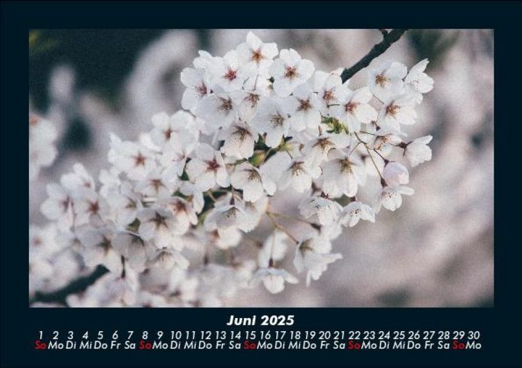 Produktbild: Blumentr&auml;ume 2025 Fotokalender DIN A5