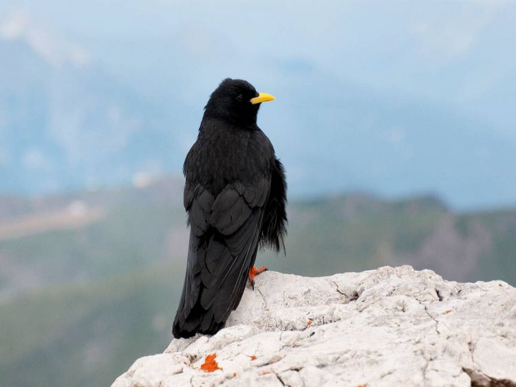Produktbild: CALVENDO Puzzle Alpendohle in den Dolomiten | 1000 Teile Lege-Gr&ouml;&szlig;e 64x48cm Foto-Puzzle f&uuml;r gl&uuml;ckliche Stunden