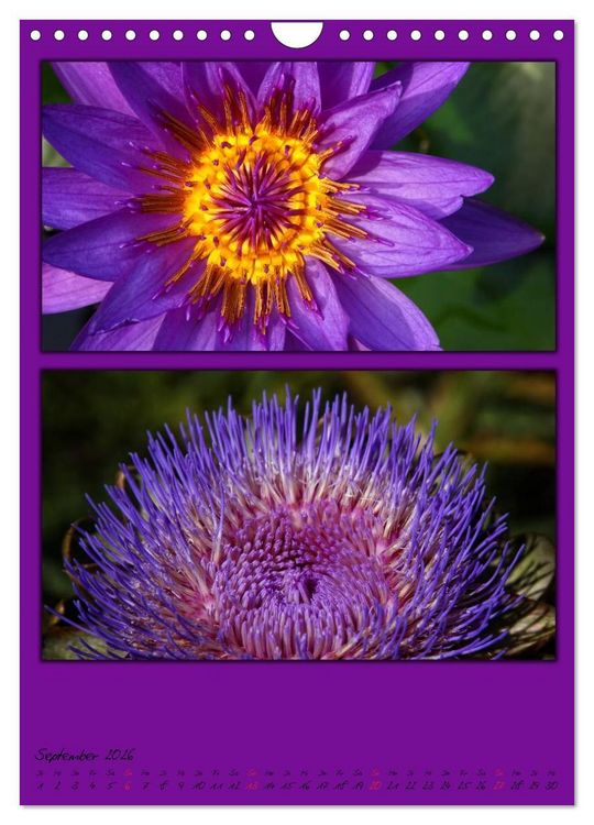 Produktbild: Farbtupferl der Natur (Wandkalender 2026 DIN A4 hoch), CALVENDO Monatskalender