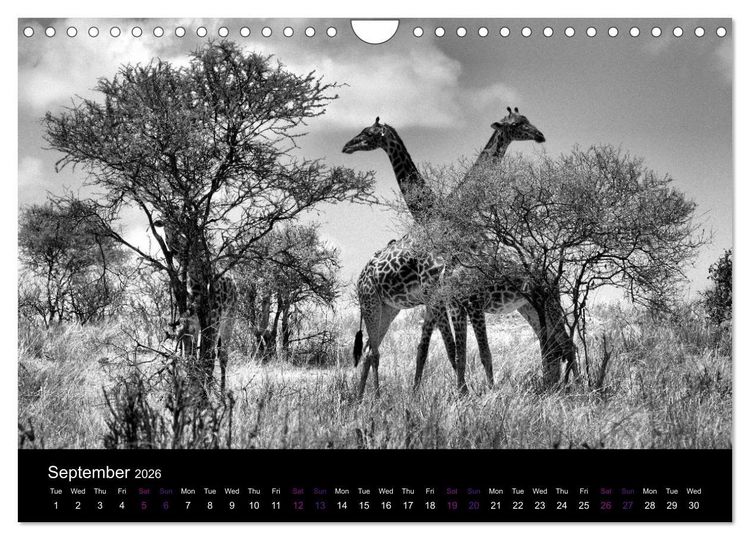 Produktbild: East Africa - Tanzania and Kenya / UK-Version (Wall Calendar 2026 DIN A4 landscape), CALVENDO 12 Month Wall Calendar