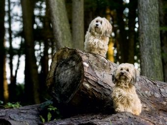 Produktbild: CALVENDO Puzzle Zwei kleine Kobolde im Wald. | 1000 Teile Lege-Gr&ouml;&szlig;e 64x48cm Foto-Puzzle f&uuml;r gl&uuml;ckliche Stunden