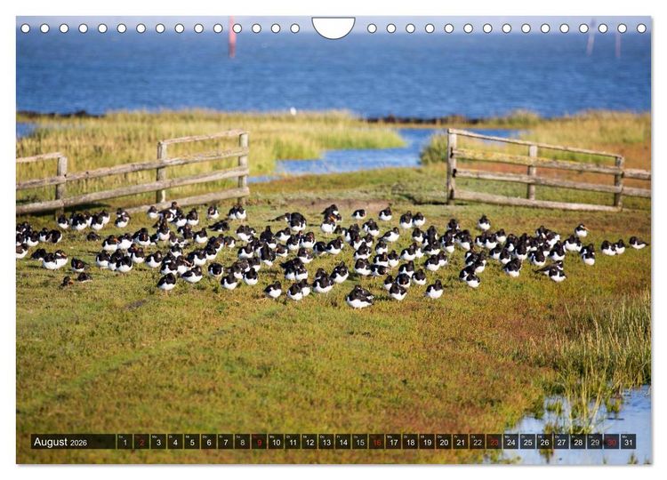 Produktbild: Pellworm 2026 (Wandkalender 2026 DIN A4 quer), CALVENDO Monatskalender