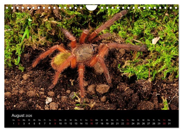 Produktbild: Vogelspinnen - Tarantulas (Wandkalender 2026 DIN A4 quer), CALVENDO Monatskalender