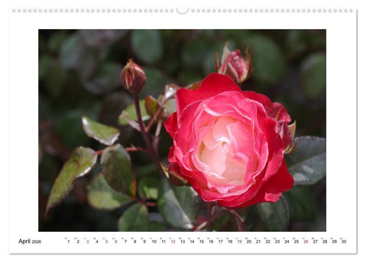 Produktbild: Rosengl&uuml;ck (hochwertiger Premium Wandkalender 2026 DIN A2 quer), Kunstdruck in Hochglanz