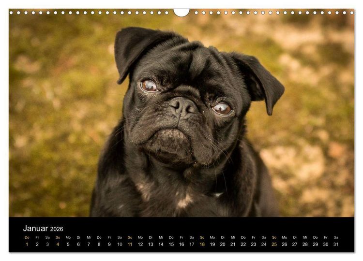 Produktbild: Diesel, der schwarze Mops (Wandkalender 2026 DIN A3 quer), CALVENDO Monatskalender
