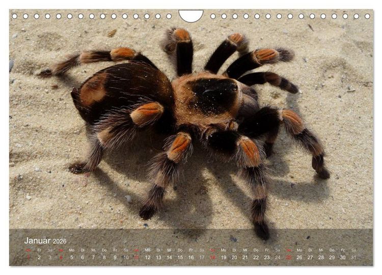 Produktbild: Faszination Spinnen (Wandkalender 2026 DIN A4 quer), CALVENDO Monatskalender