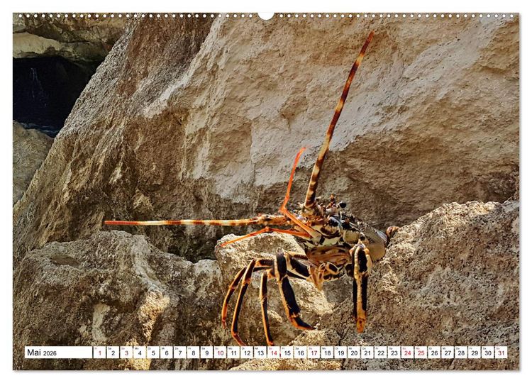 Produktbild: Strandgut Szenen (hochwertiger Premium Wandkalender 2026 DIN A2 quer), Kunstdruck in Hochglanz
