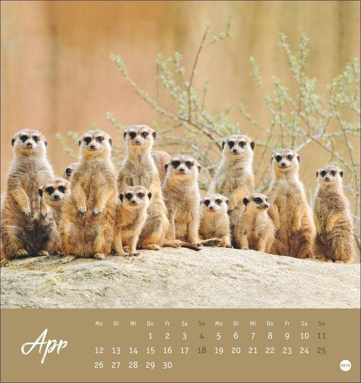 Produktbild: Erdm&auml;nnchen Postkartenkalender 2027