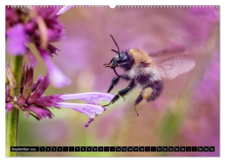 Produktbild: Hummeln - Flugaufnahmen eines faszinierenden Insekts (Wandkalender 2026 DIN A2 quer), CALVENDO Monatskalender