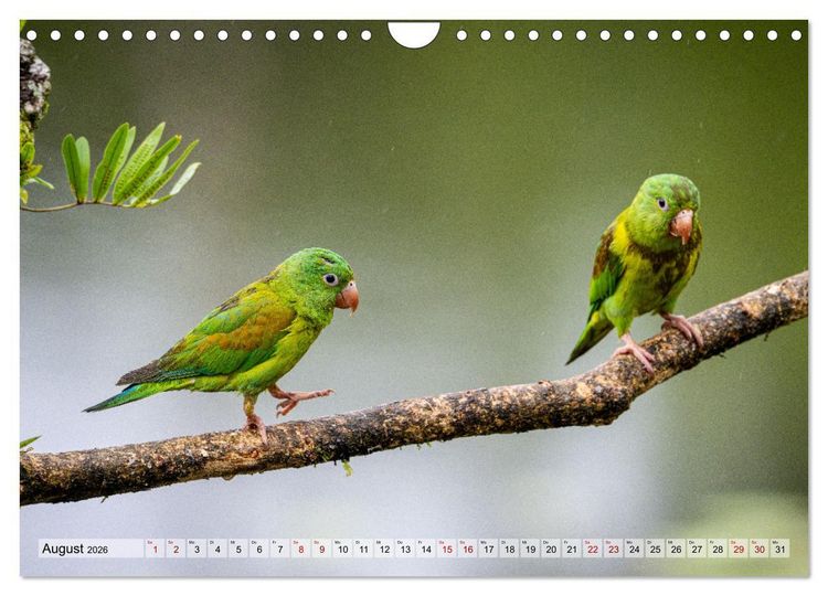 Produktbild: Phantastische Vogelwelt Costa Rica (Wandkalender 2026 DIN A4 quer), CALVENDO Monatskalender