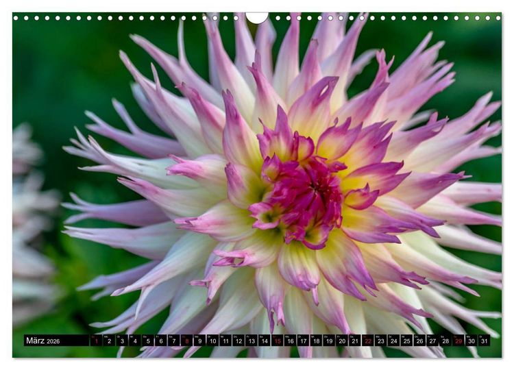 Produktbild: Dahlien - Blumenwunder der Natur (Wandkalender 2026 DIN A3 quer), CALVENDO Monatskalender
