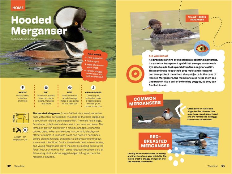 Produktbild: Birds of the Pacific Northwest for Kids