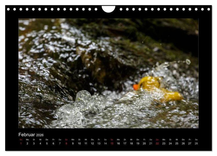 Produktbild: Enten-Rennen (Wandkalender 2026 DIN A4 quer), CALVENDO Monatskalender