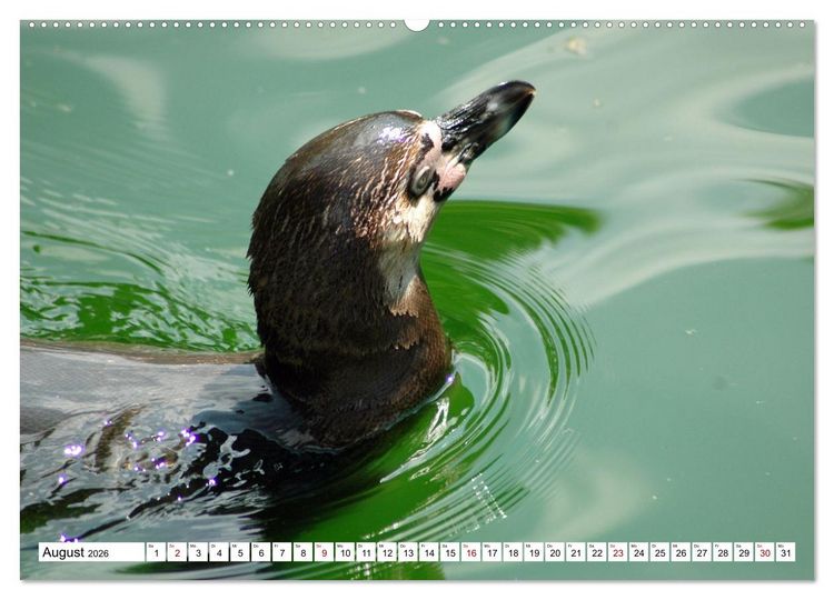 Produktbild: Tierische Fracktr&auml;ger (Wandkalender 2026 DIN A2 quer), CALVENDO Monatskalender