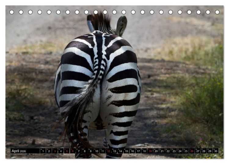 Produktbild: Zebras - Ungez&auml;hmte Kraft (Tischkalender 2026 DIN A5 quer), CALVENDO Monatskalender