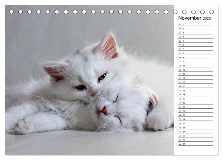 Produktbild: Aus der Kinderstube der Perserkatze (Tischkalender 2026 DIN A5 quer), CALVENDO Monatskalender