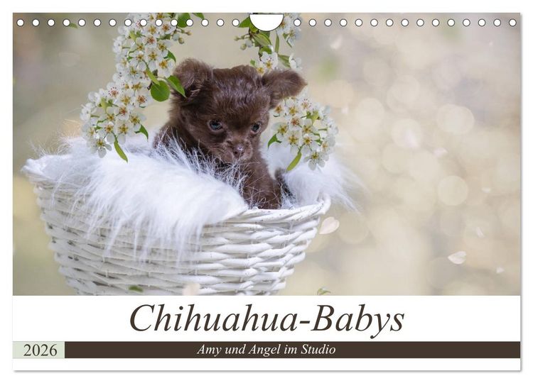 Produktbild: Chihuahua-Babys - Amy und Angel im Studio (Wandkalender 2026 DIN A4 quer), CALVENDO Monatskalender